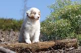 BERGER AUSTRALIEN PUPPIES 017